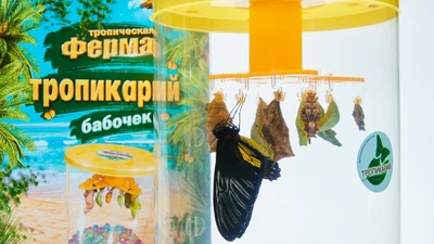 Ферма бабочек для детей от "Парка бабочек"