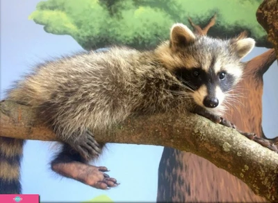 "Познавательная планета "Пушистики", интерактивная экспозиция животных в ТРЦ "Мега Маркет", Калининград 