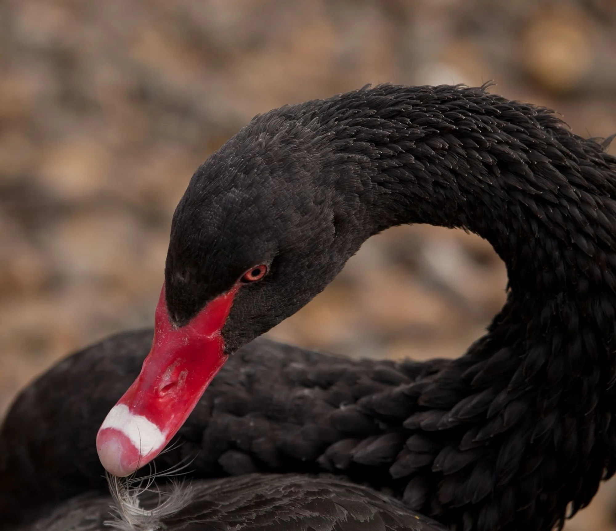 Оранжерея Московского зоопарка