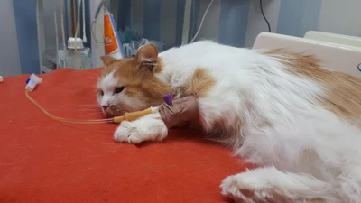 Велес-Вет (Ветеринарная клиника )