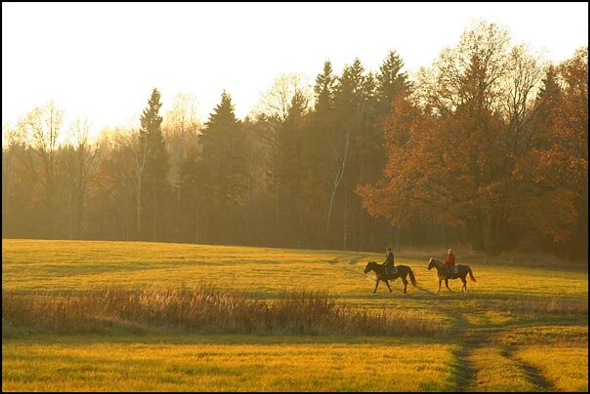 Белый конь (Конный клуб)