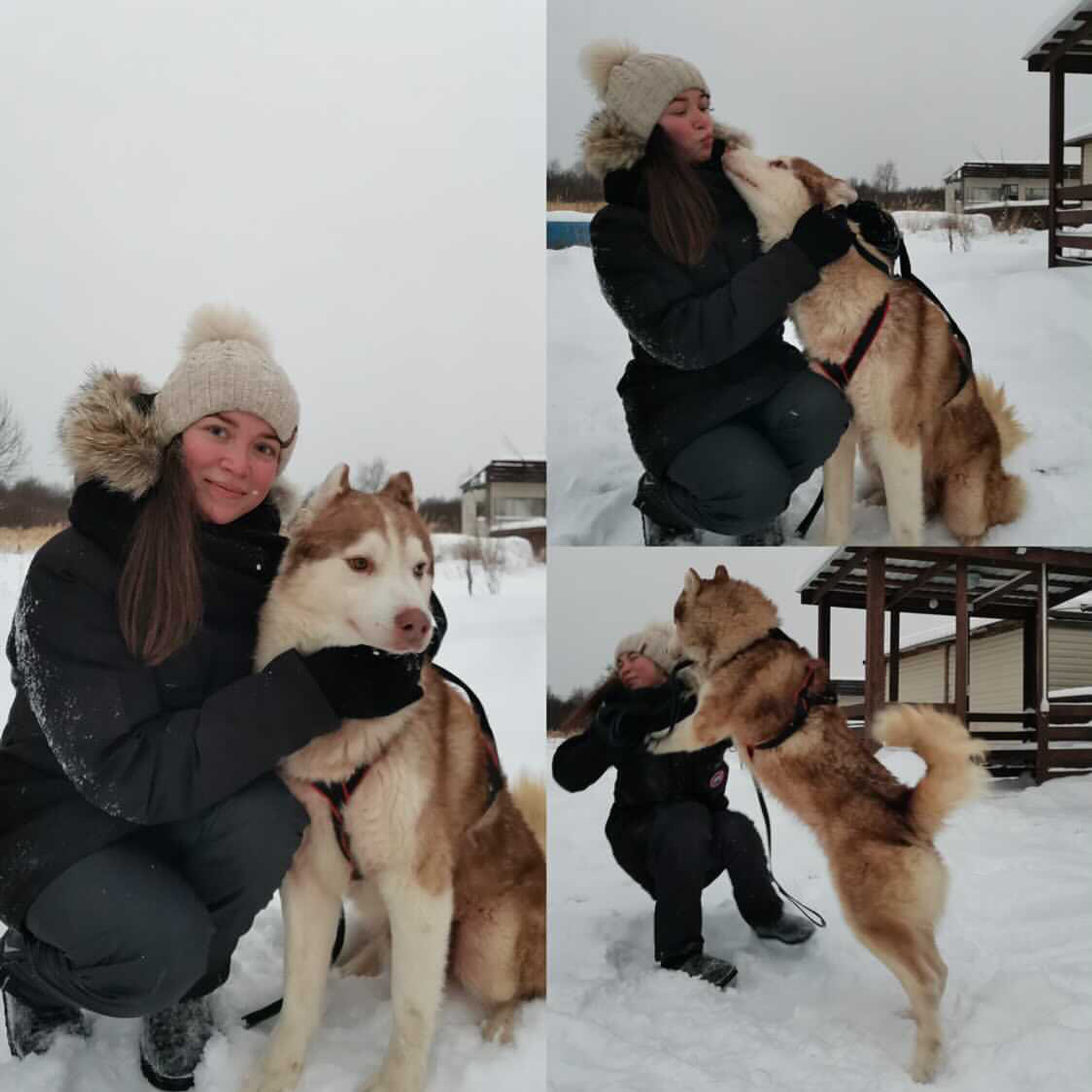 Племенной питомник Ice-dog (Питомник животных )