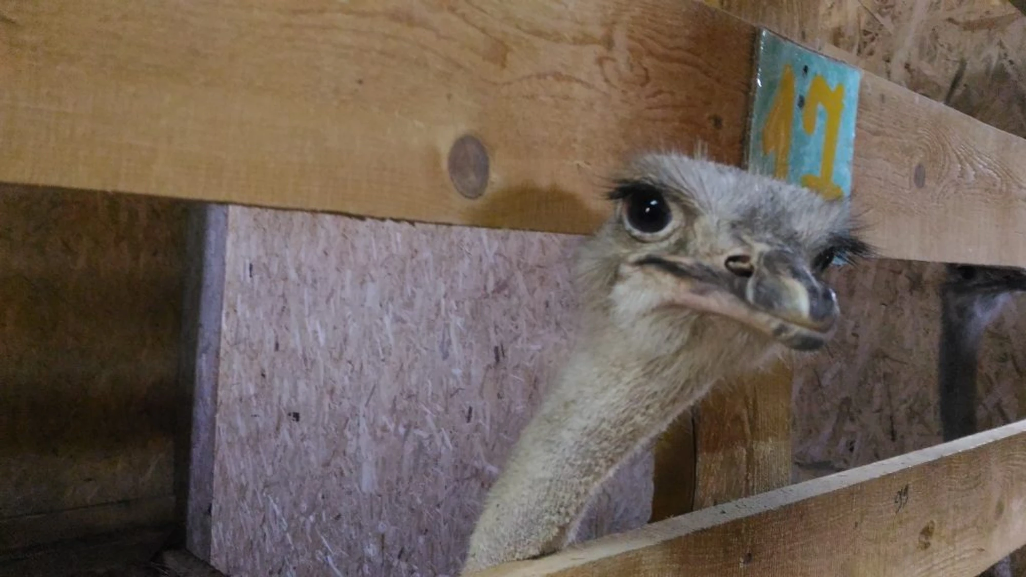 Экскурсии для школьников в "Страусленд"