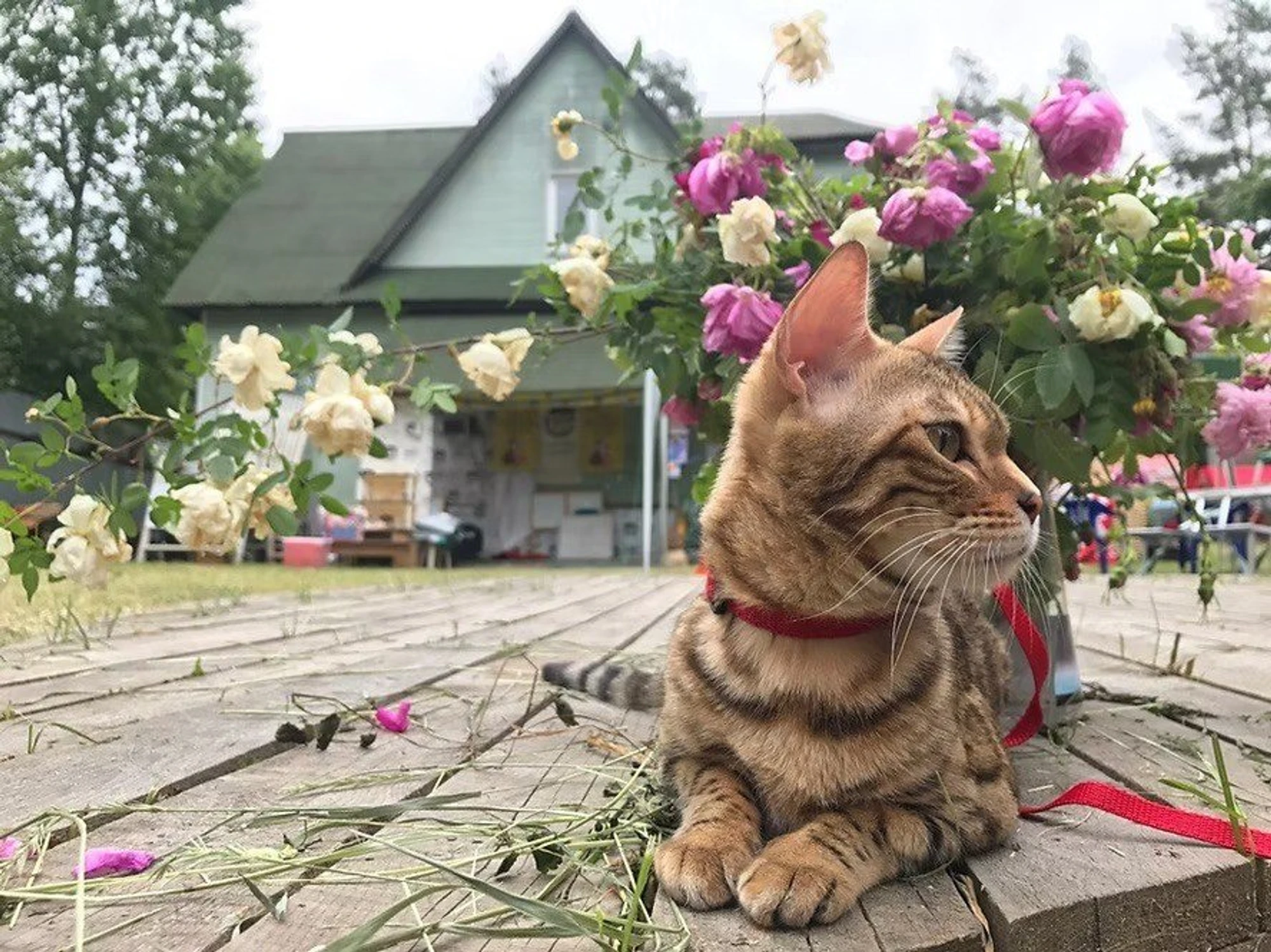 Фото:&nbsp;catmuseum.ru