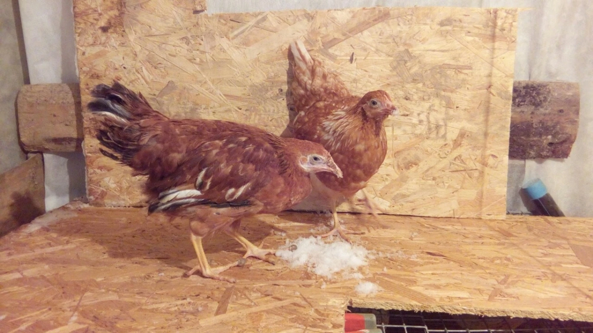 Экскурсии для школьников в "Страусленд"