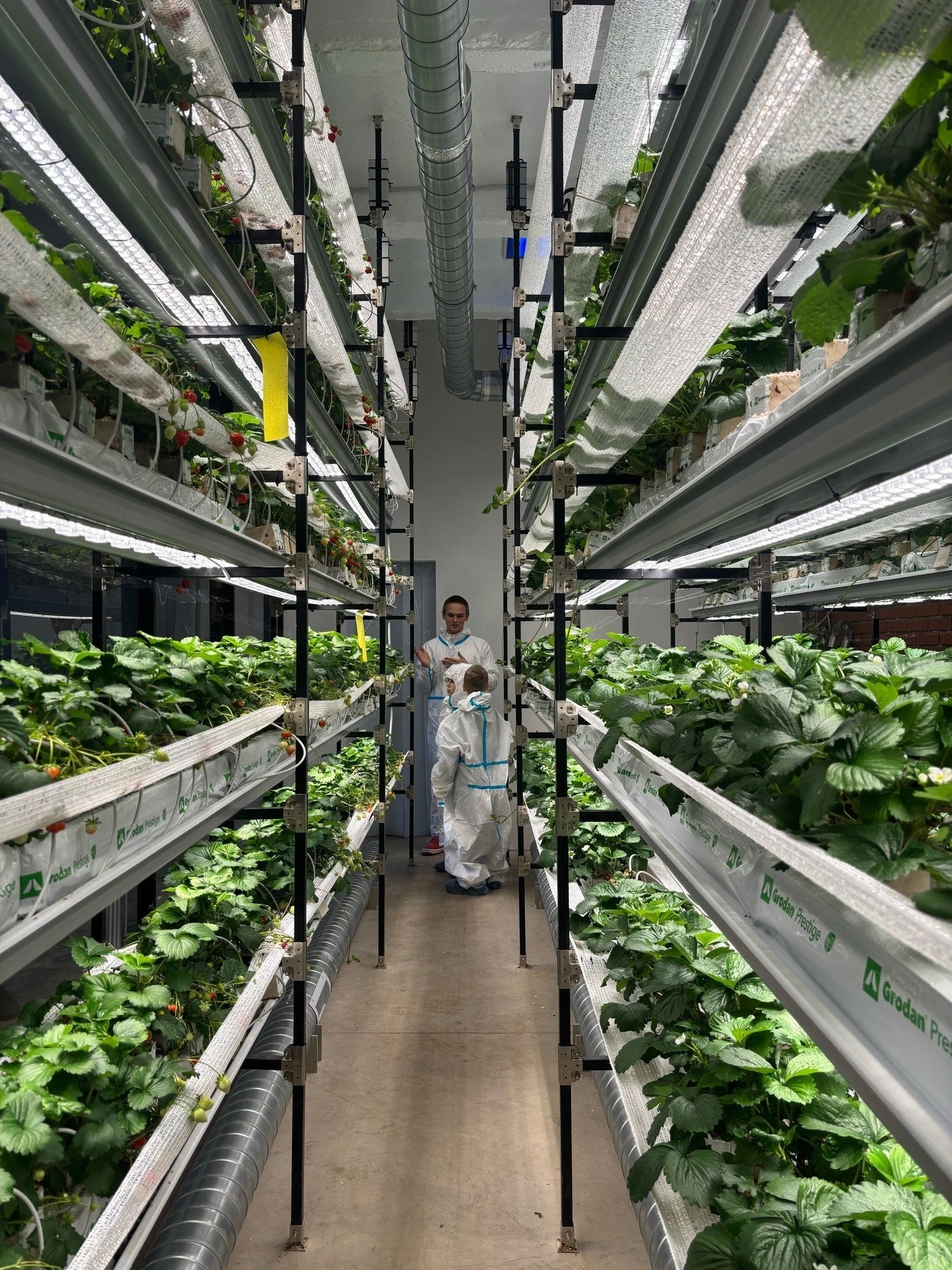 Фото:&nbsp;vk.com/strawberyfarm