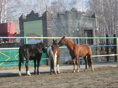 КСК Быстрай (Конный клуб )