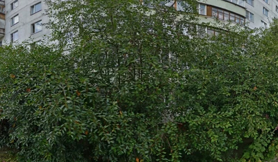 Традиция (Школа танцев )