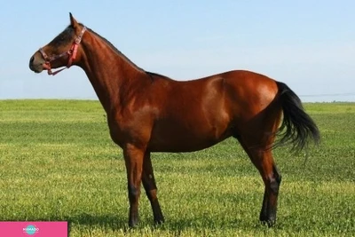 "Ермак", конный завод, индивидуальные занятия верховой ездой в селе Колодинка, Самарская область