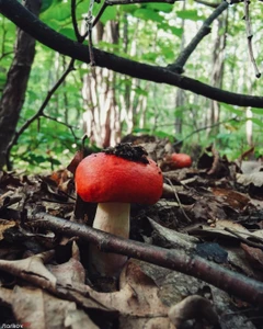 Кумысная Поляна