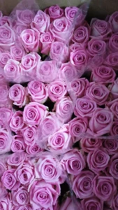 Азалия (Оптовый магазин )