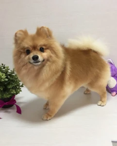 Груминг (Зоосалон, зоопарикмахерская)