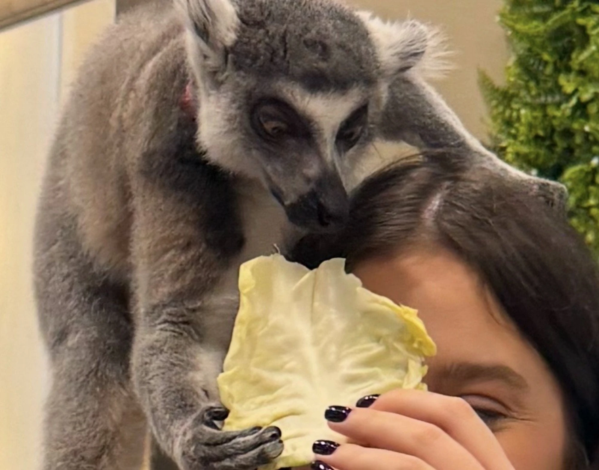 Лемур-кафе Вася