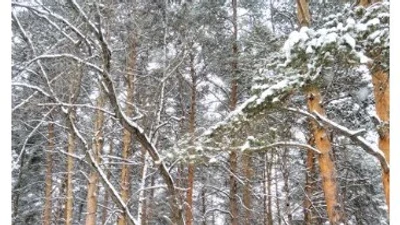 Эко-парк «Victory Парк - у озера» на Уралмаше