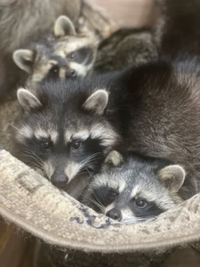 Скидка 10% пенсионерам в антикафе "Пушистая братва"