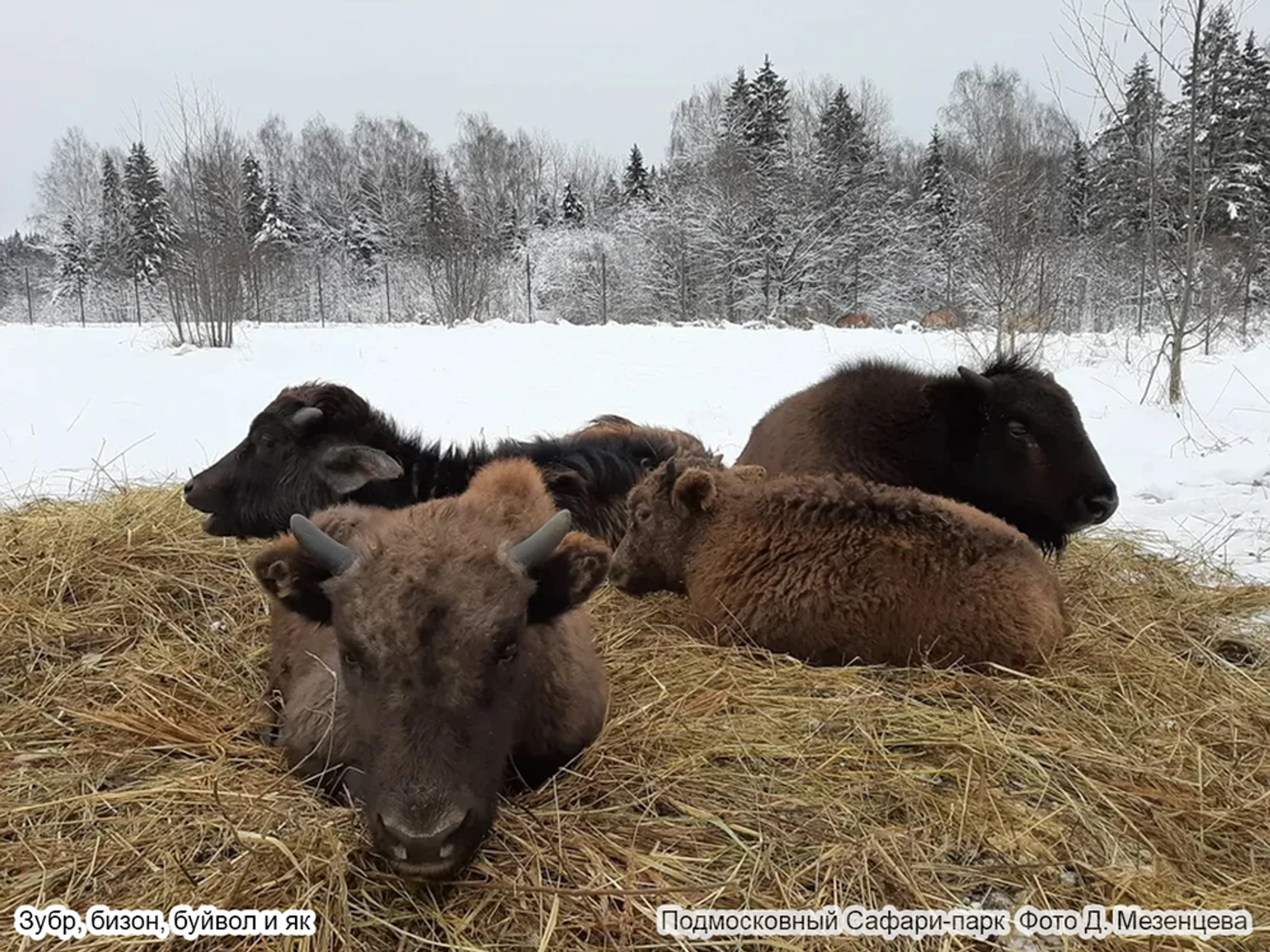 Экскурсия в Парк копытных и птиц