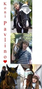 Конно-спортивный клуб в Павлино (Конный клуб)