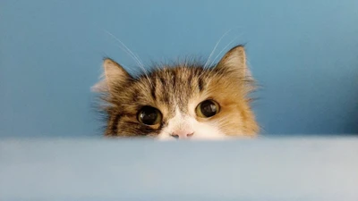 Кошкинская карта со скидками в котокафе "Республика кошек"
