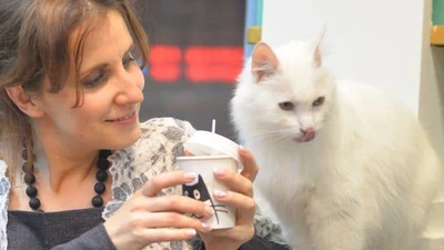 День рождения в котокафе "Республика кошек"