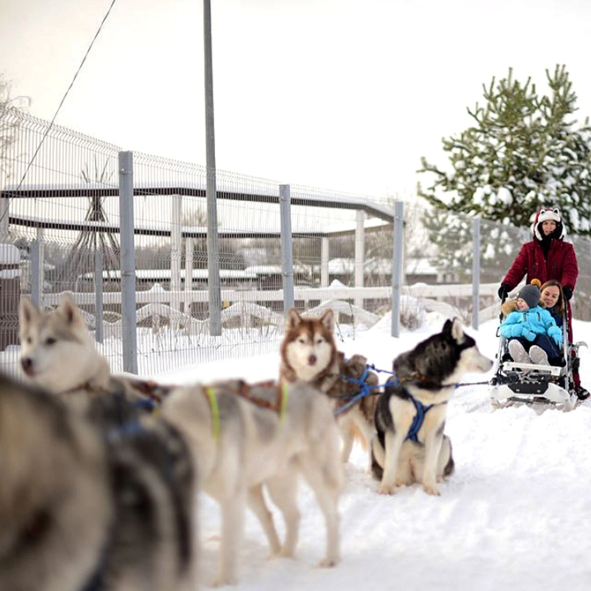 Сертификат на посещение парка "Хаски Лэнд" в Назарьево