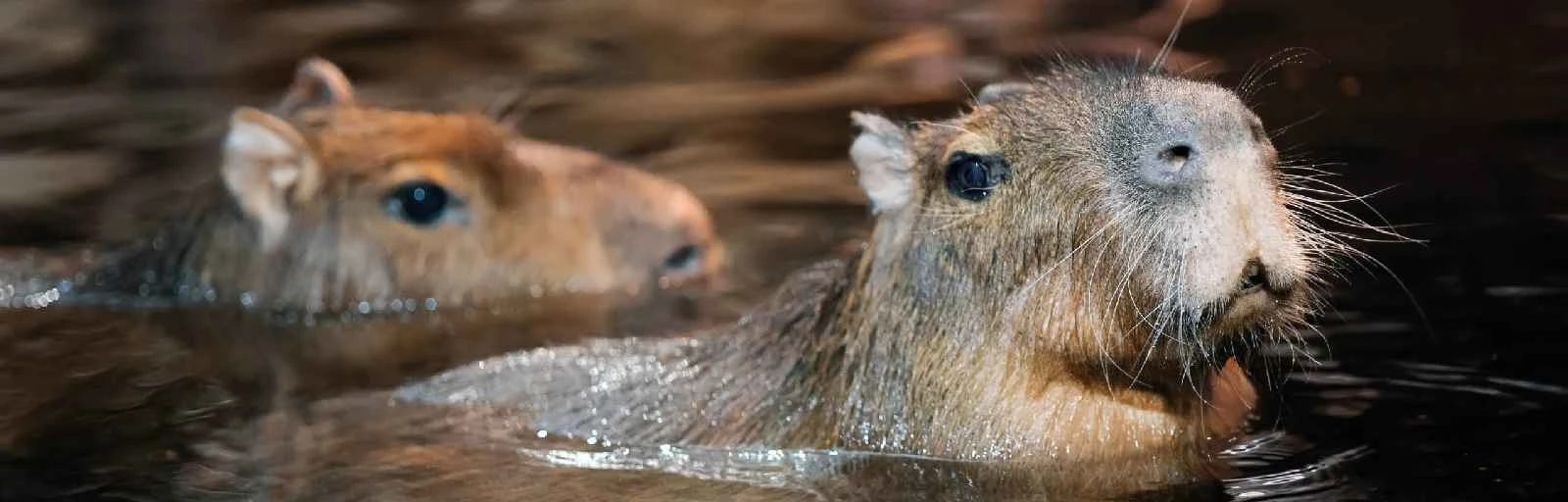 ТОП 5 мест, где посмотреть животных с детьми в Санкт-Петербурге