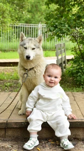 Сертификат на посещение парка "Хаски Лэнд" в Назарьево