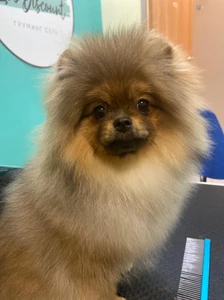 ZooDiscount (Зоосалон, зоопарикмахерская)