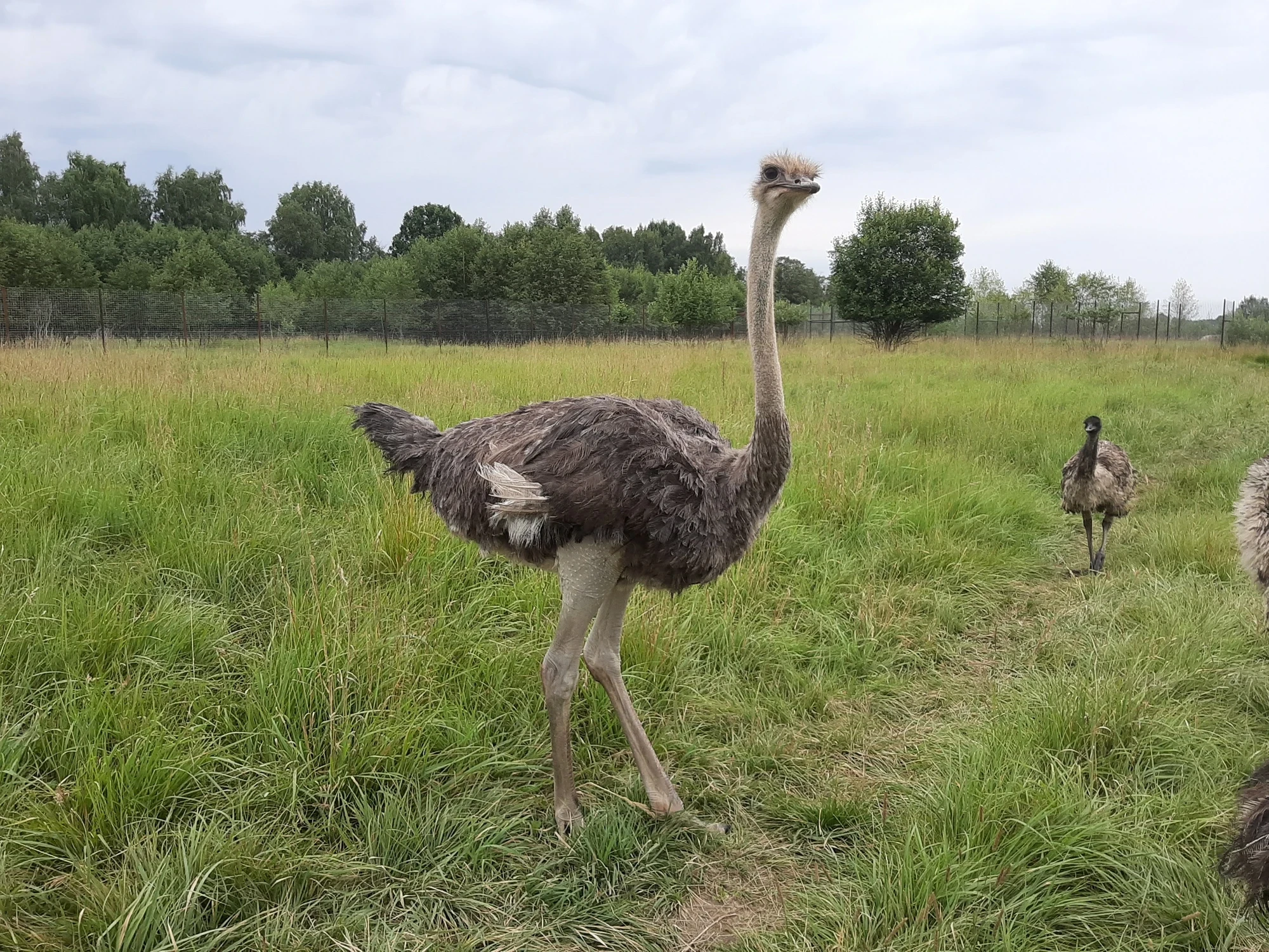Фото: safaripark50.ru