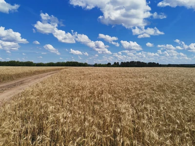 Дорога жизни (Отдых на ферме)