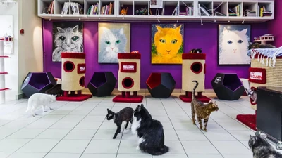 Котокафе "Республика кошек"