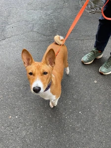 Выгул собак