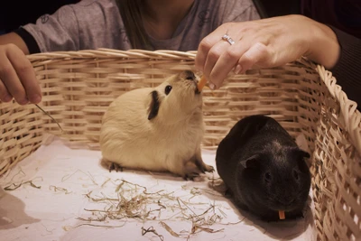 Скидка до 35% при покупке билетов на сайте!