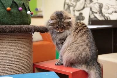 Хорошее дело с котокафе "Котики и люди"