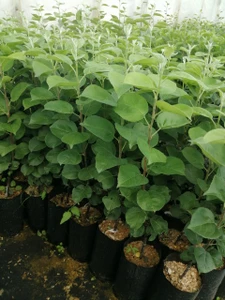 Садовник сервис (Питомник растений )