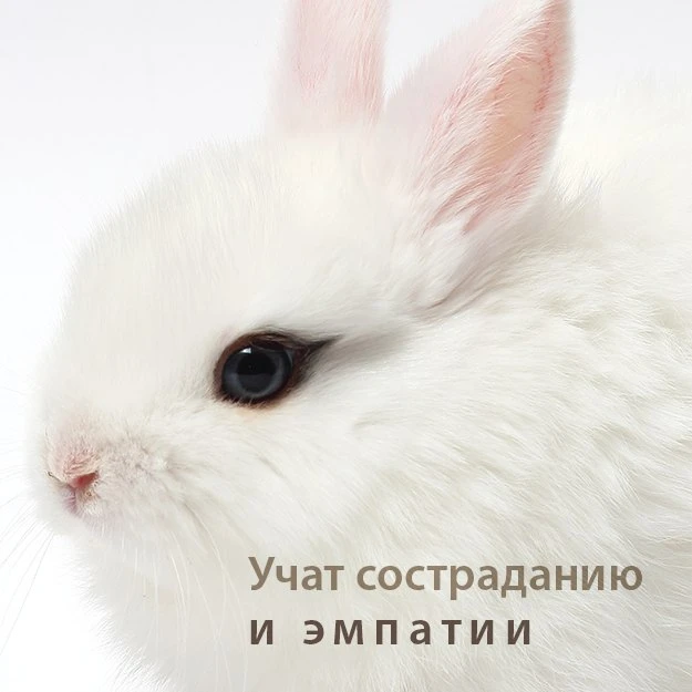 Золотая рыбка (зоомагазин)
