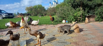 Крестьянское подворье (Зоопарк )