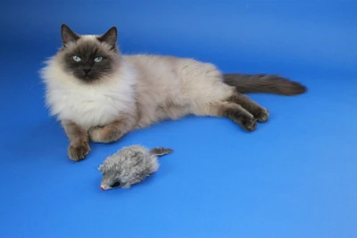 Питомник сибирских невских маскарадных кошек Winter Masquerade (Питомник животных)