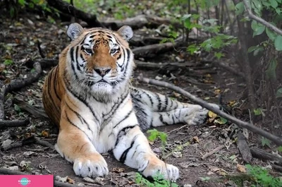 "Утес", центр реабилитации диких животных, Хабаровск