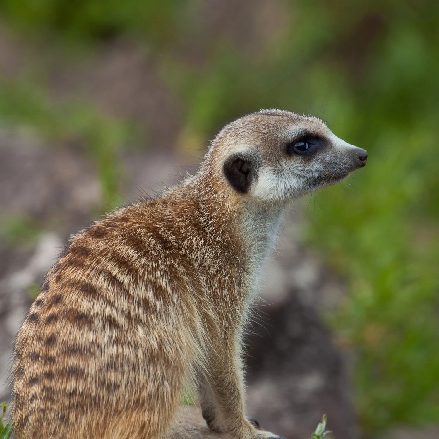 Оранжерея Московского зоопарка