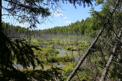 Техноград (Экологическая организация )