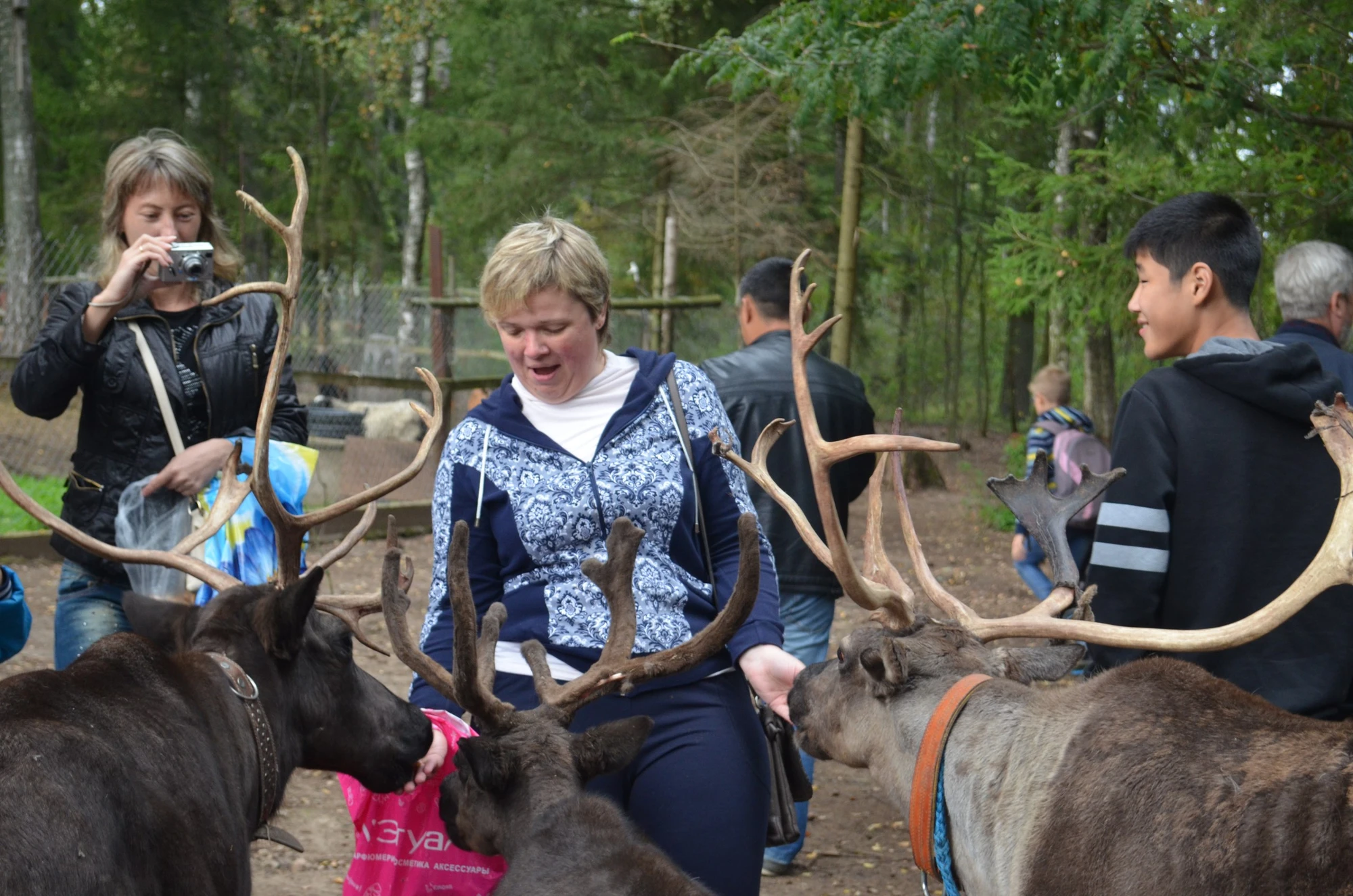 Организация корпоративных и групповых посещений в Ферме оленей