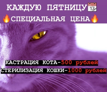 Котенок Гав (Ветеринарная клиника )