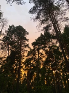 Сосновая роща (Дом отдыха)