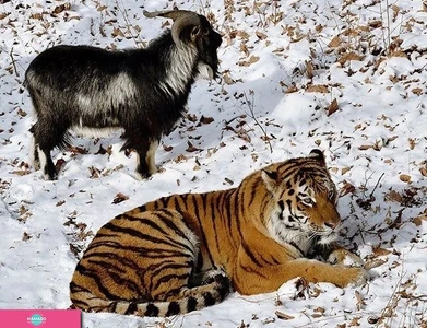 Приморский сафари-парк, парк диких копытных, хищников и птиц в поселке Шкотово, Приморский край 