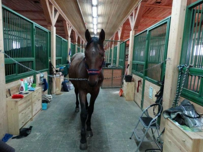 Серебряная подкова (Конный клуб)