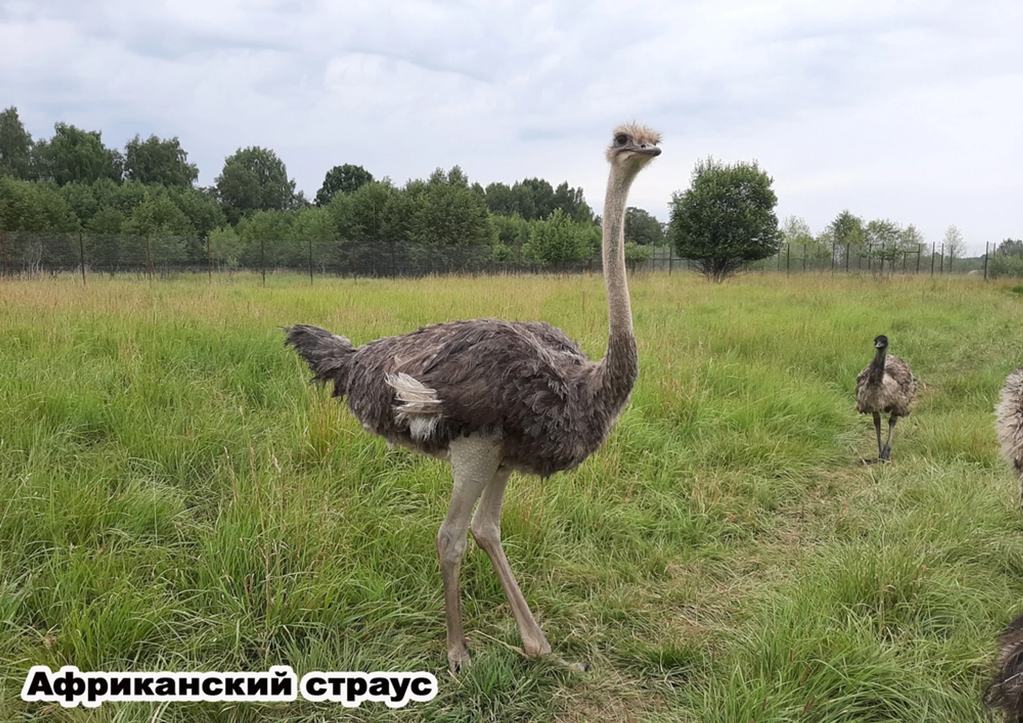 Экскурсия в Парк копытных и птиц