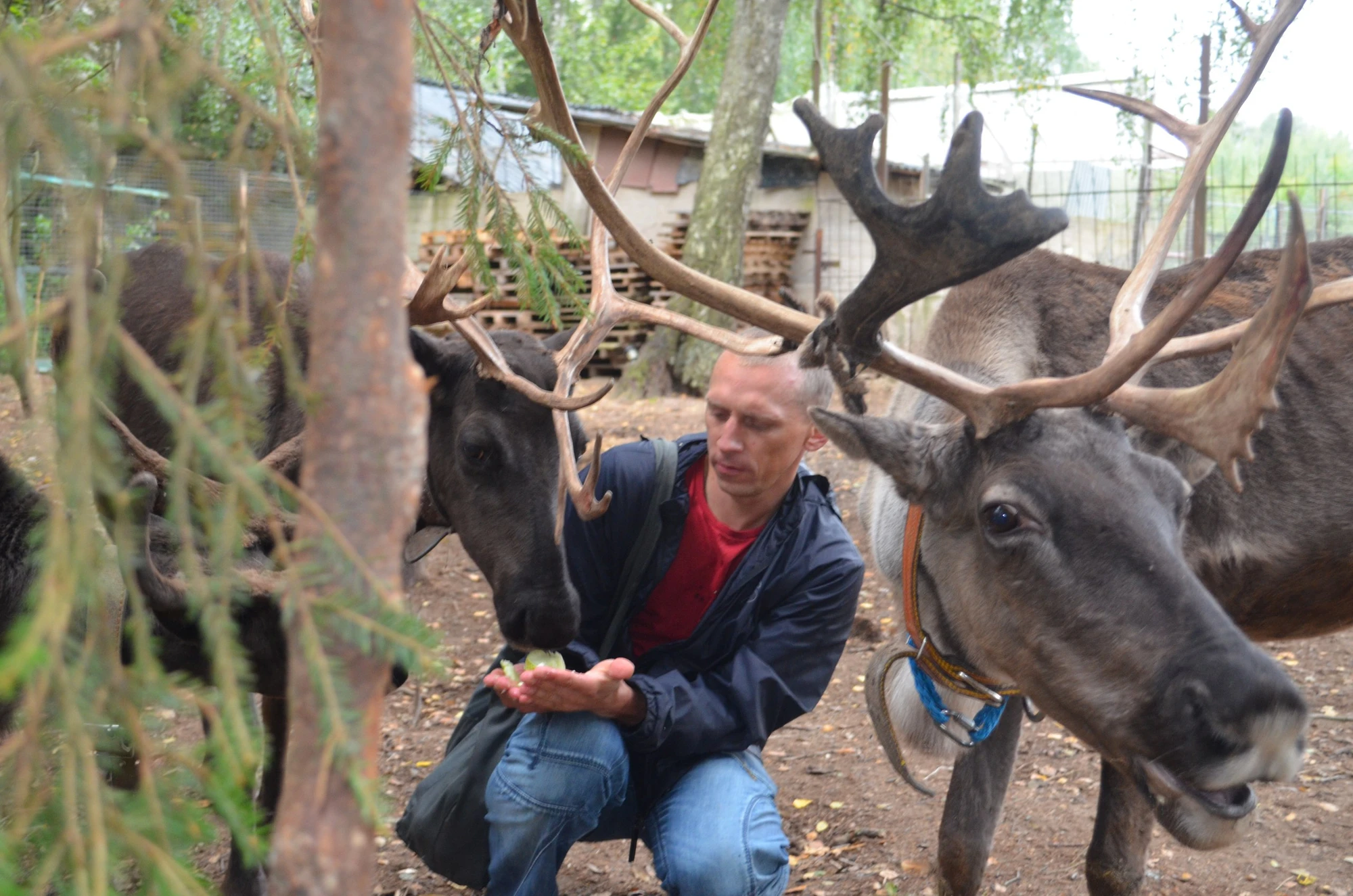 Организация корпоративных и групповых посещений в Ферме оленей