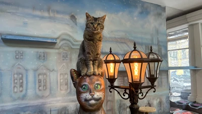 Котокафе "Республика котов"