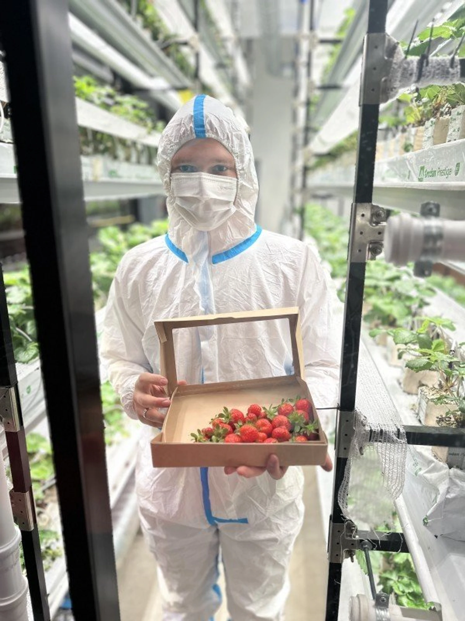 Фото:&nbsp;vk.com/strawberyfarm