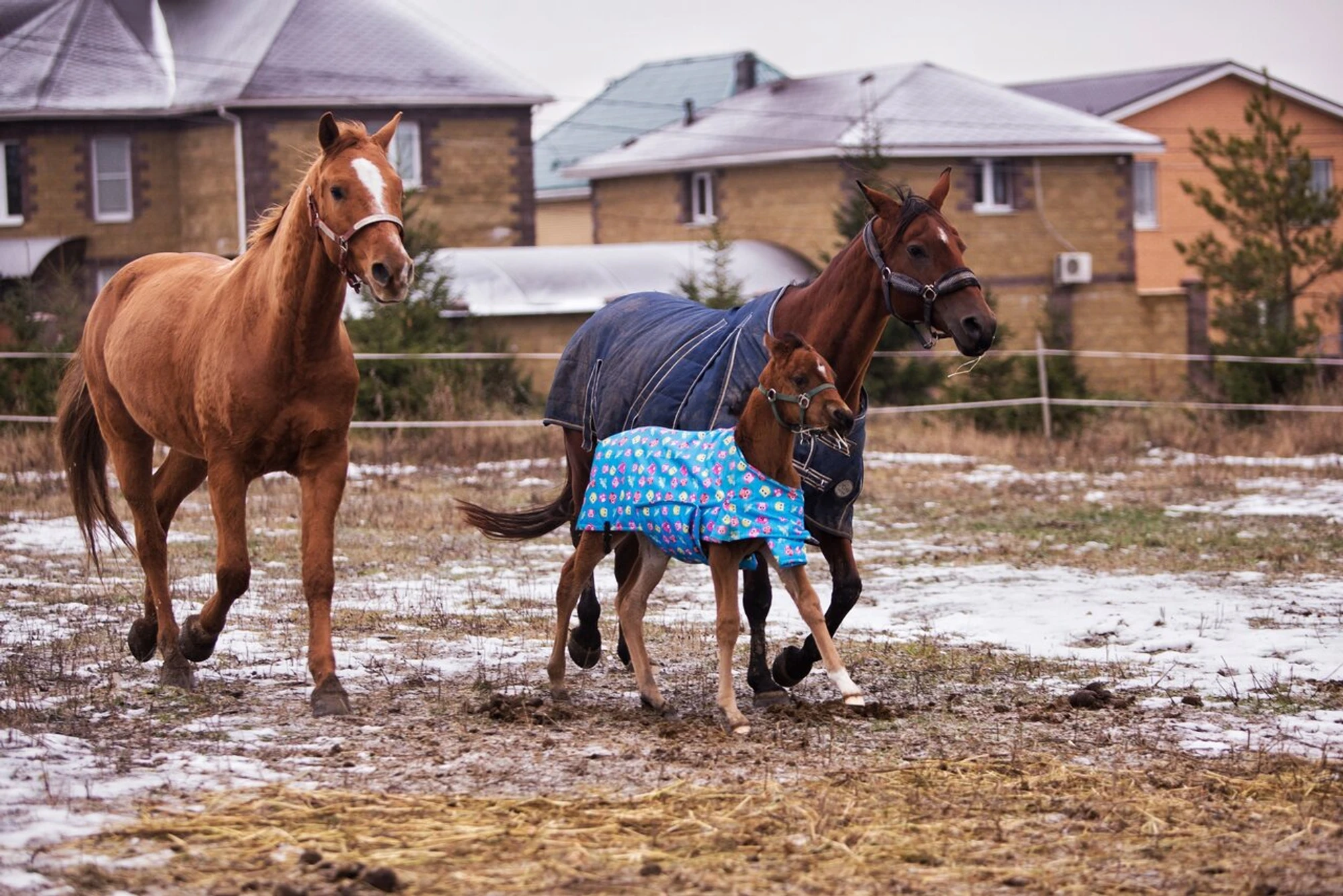 КБ Казачий Дозор (Конный клуб)